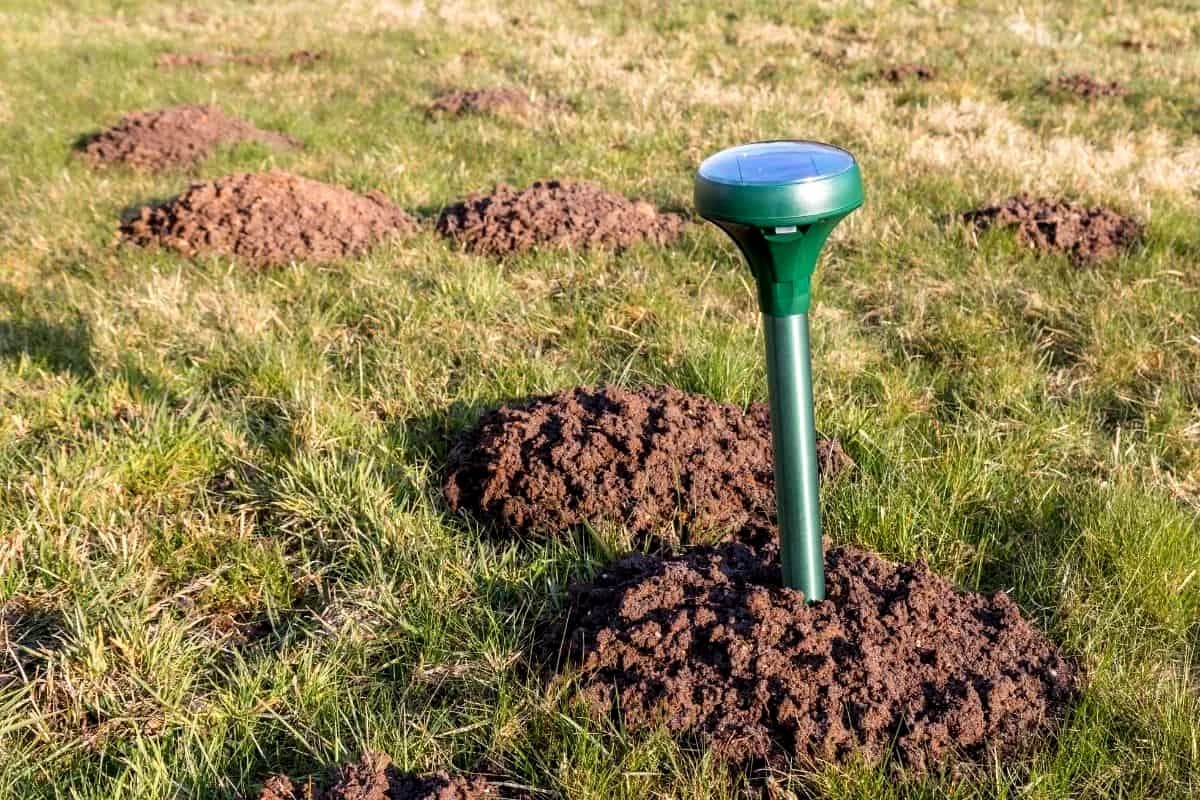 How Do Sonic Mole Repellers Work To Disperse Rodents?