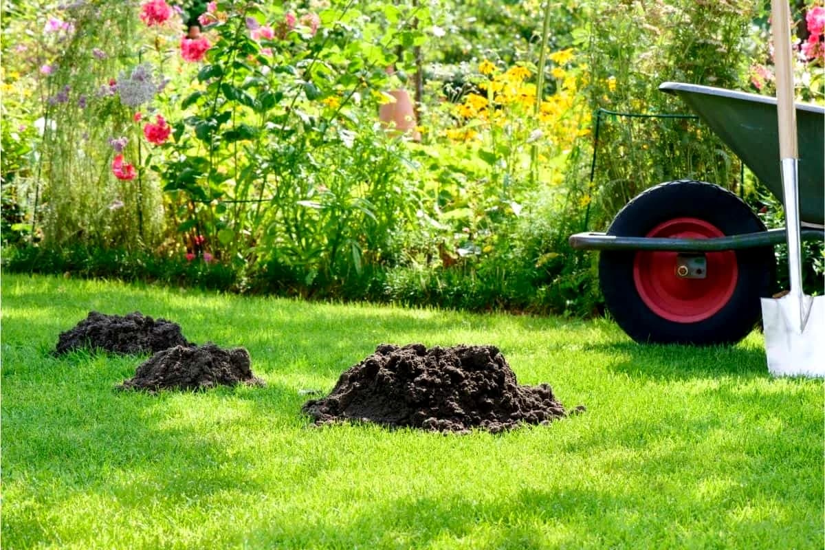 Underground Threat: Understanding the Destruction Moles Can Cause in Your Garden
